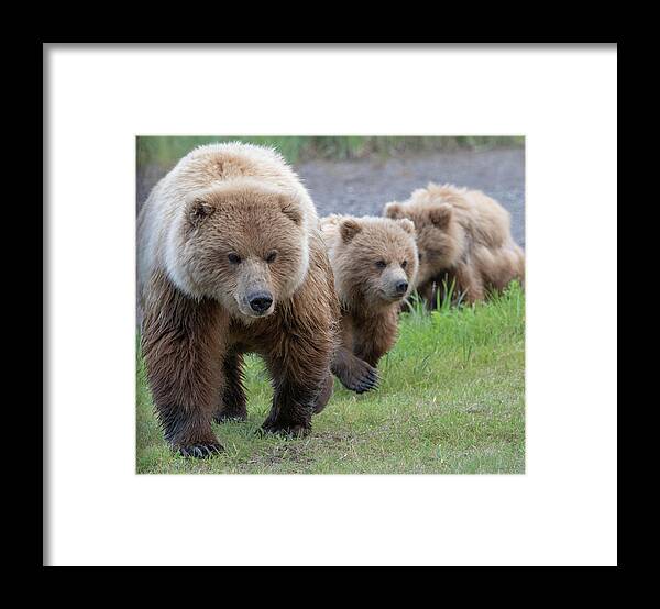 Bear Framed Print featuring the photograph A family approaches by Mark Hunter