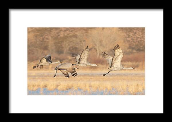 Sandhill Crane Framed Print featuring the photograph A Family Trip by Nancy Xu