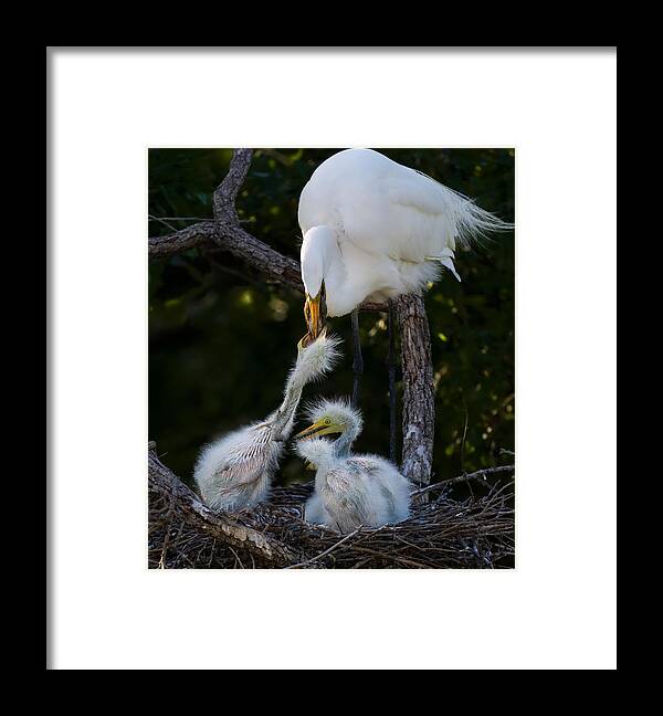 Nature Framed Print featuring the photograph A Feast by Mike He