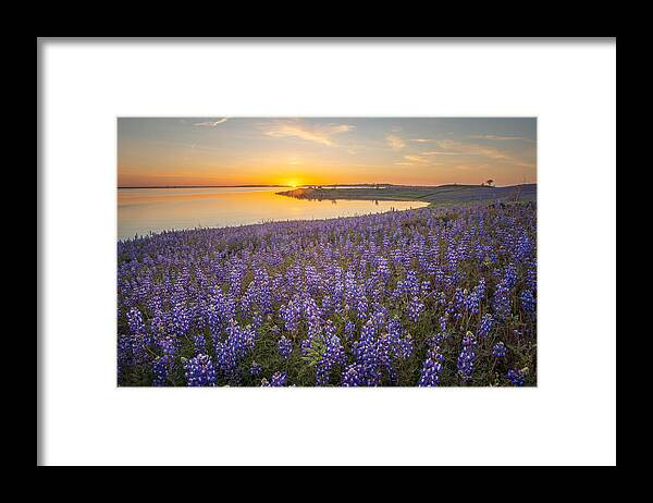 Landscape Framed Print featuring the photograph A Field Of Lupine Wildflowers by April Xie