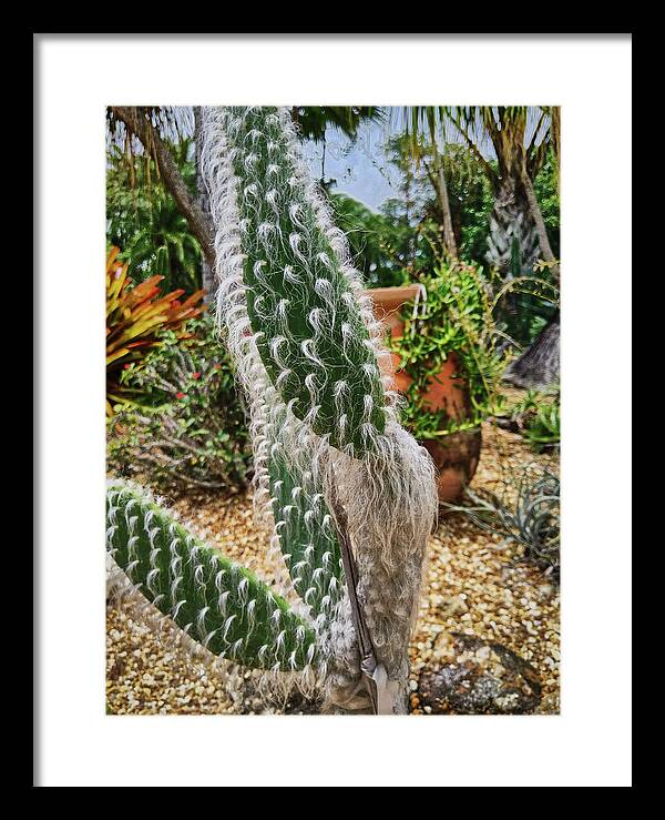 Cactus Framed Print featuring the photograph A Fuzzy One by Portia Olaughlin
