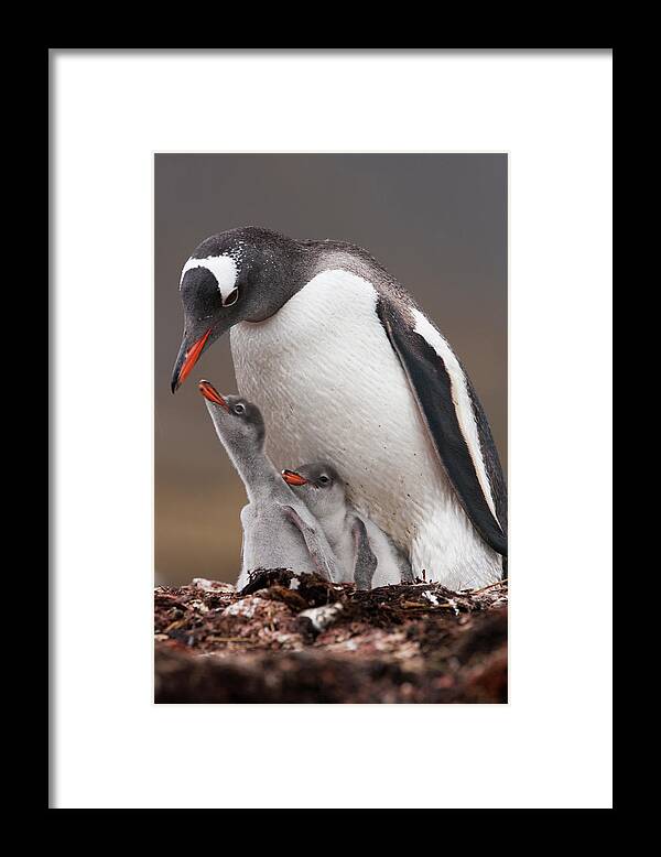 Vertebrate Framed Print featuring the photograph A Gentoo Penguin And Two Chicks On by Mint Images - Art Wolfe