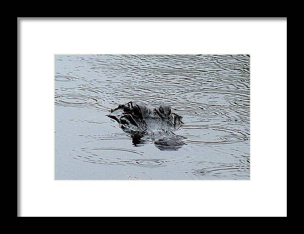Florida Everglades Framed Print featuring the photograph A Glades Gator by Lindsey Floyd