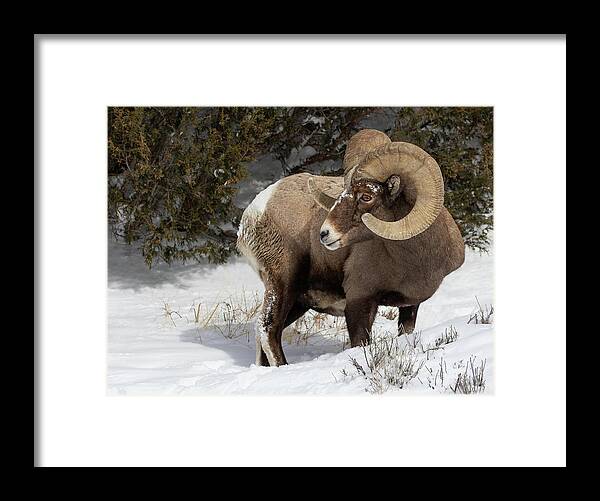 Ram Framed Print featuring the photograph A Glance Behind by Art Cole