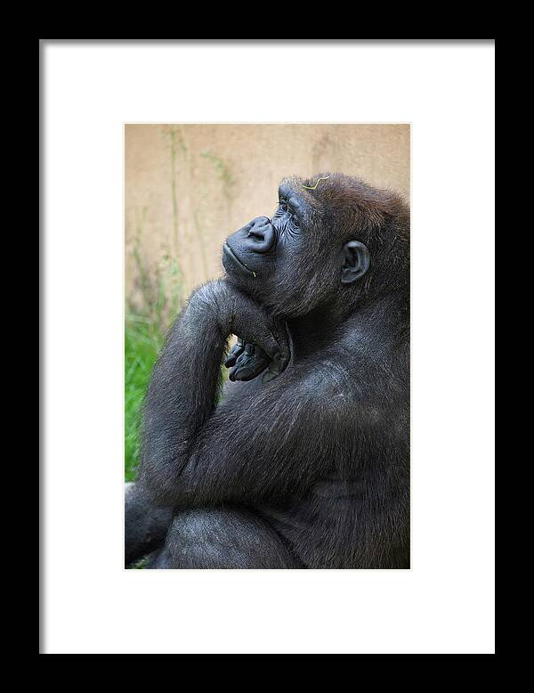 Three Quarter Length Framed Print featuring the photograph A Gorilla Sits In A Thinking Position by Michael Interisano / Design Pics