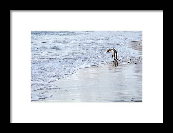 Water's Edge Framed Print featuring the photograph A King Penguin, Aptenodytes by Mint Images - David Schultz