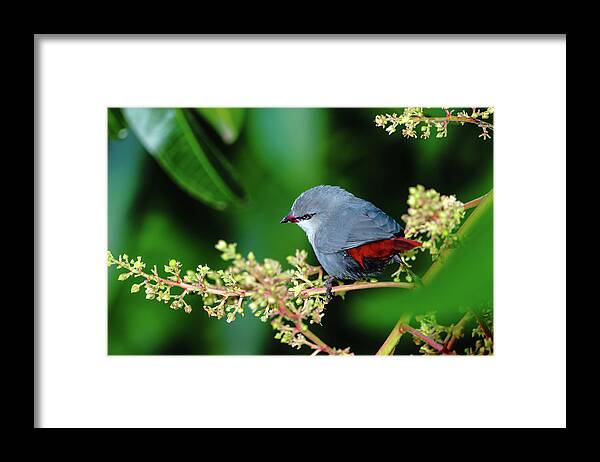 Hawaii Framed Print featuring the photograph A Lavender Waxbill by John Bauer