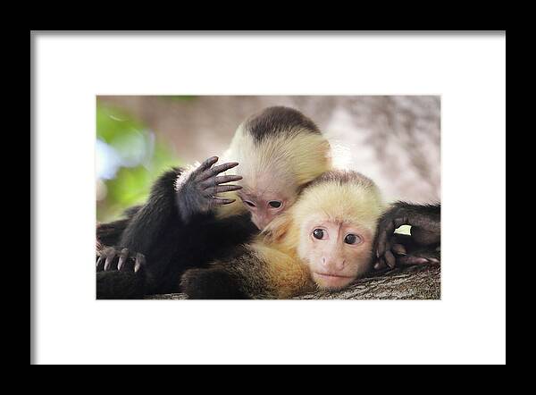 Monkeys Framed Print featuring the photograph A Little We Time by Brian Gustafson