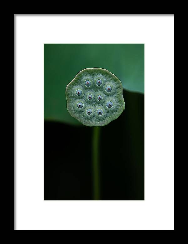 Green Framed Print featuring the photograph A Lotus by Yanny Liu