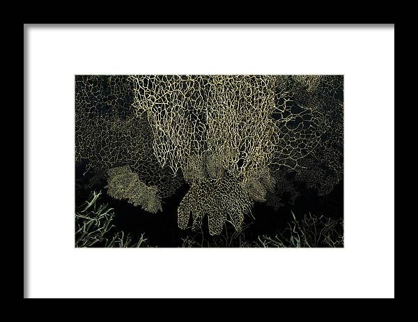 Pacific Framed Print featuring the photograph A Marine Coral Texture Set by Cavan Images