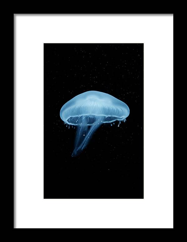Underwater Framed Print featuring the photograph A Moon Jellyfish Aurelia Aurita Berlin by Andreas Schlegel
