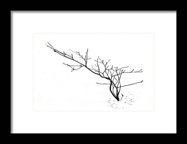 Minimalist Framed Print featuring the photograph A naked twig in the snow by Alessandra RC