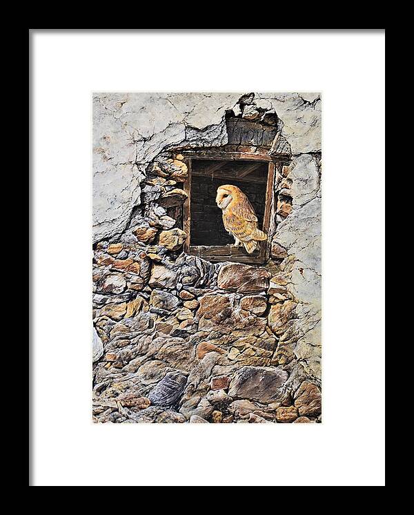 Barn Owl Framed Print featuring the painting A New Home Barn Owl by Alan M Hunt