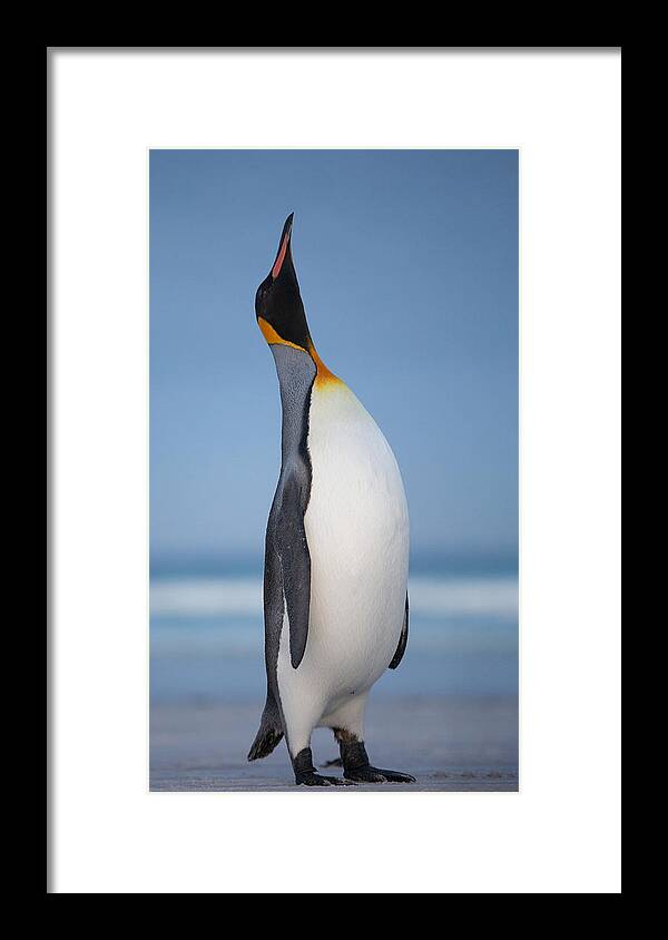 King Framed Print featuring the photograph A Noble King by Cheng Chang