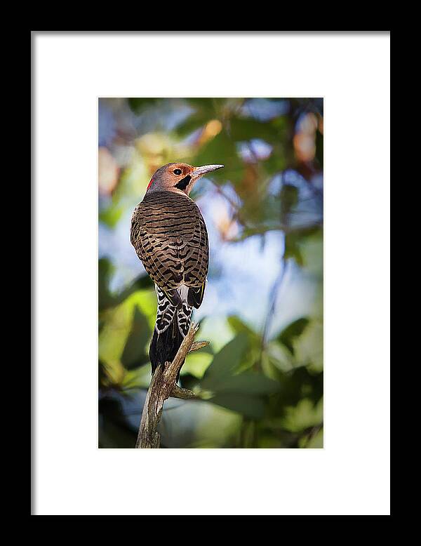 Northern Flicker Framed Print featuring the photograph A Northern Flicker by Bob Decker