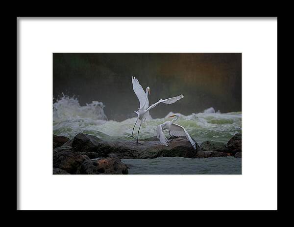 Nature Framed Print featuring the photograph A Pair Of Great Egrets Perform by Sheila Xu