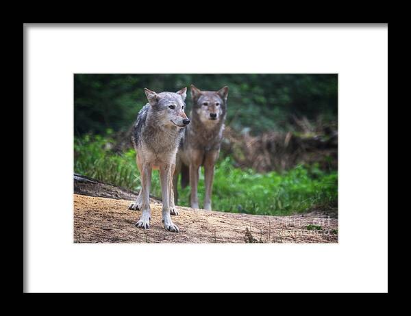 Wolf Framed Print featuring the photograph A pair of Mackenzie Valley wolves by Jane Rix
