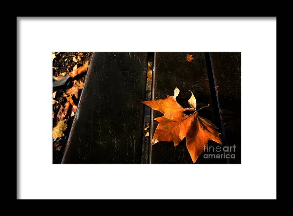 Autumn Framed Print featuring the photograph A Park Bench in Autumn by Steve Ember