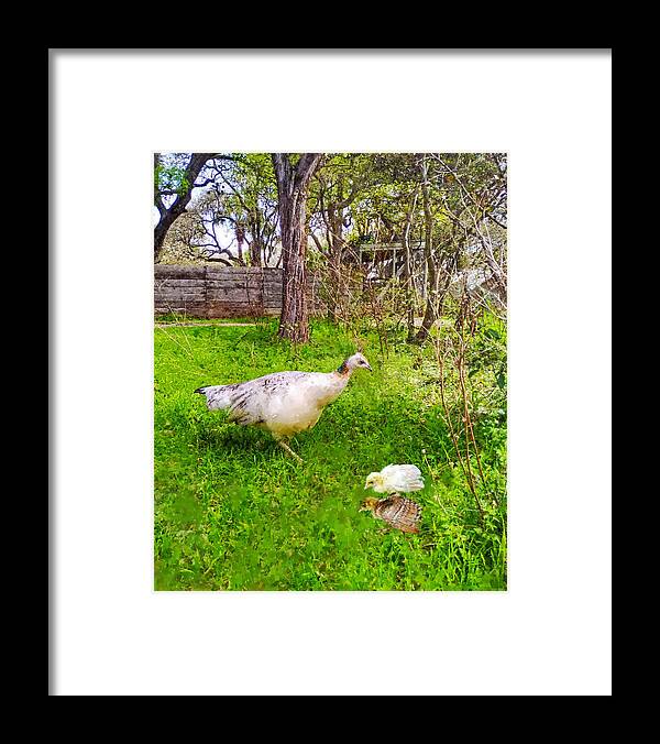 Peahen Framed Print featuring the photograph A Peahen And Her Chicks by Sandi OReilly