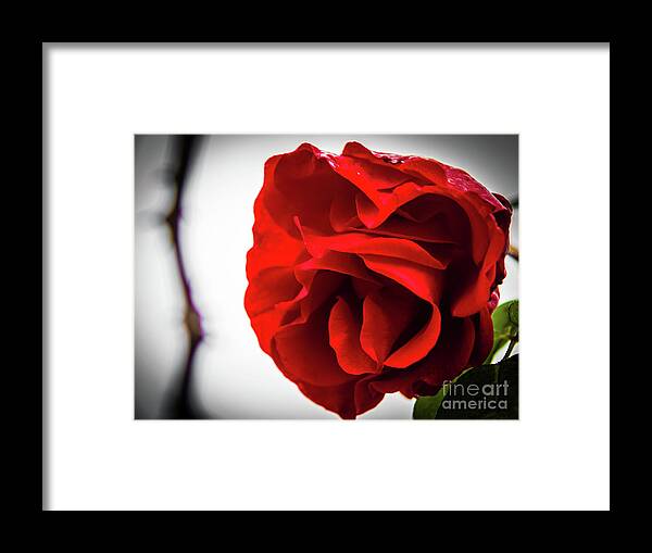 Rose Framed Print featuring the photograph A red rose by Lyl Dil Creations