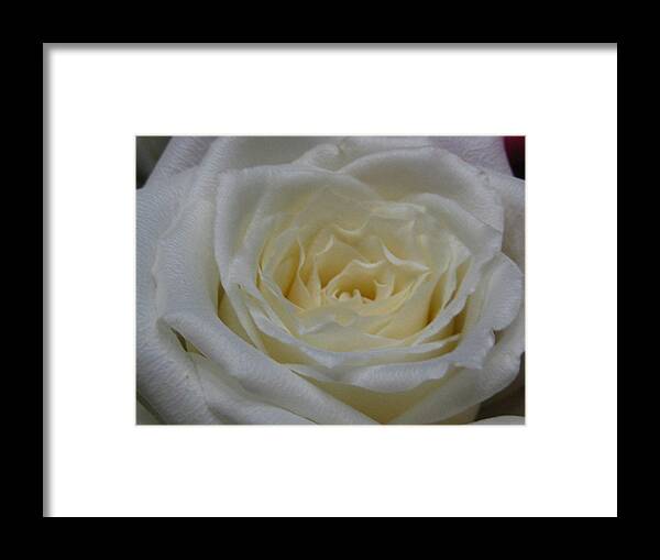 Flower Framed Print featuring the photograph A Rose for the Mothers by Lin Grosvenor