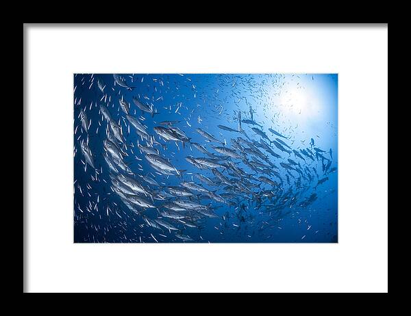 Indonesia Framed Print featuring the photograph A School Of Trevaly by Barathieu Gabriel