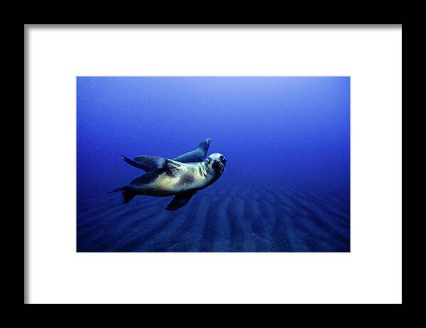 California Framed Print featuring the photograph A Sea Lion (zalophus Californianus) Pauses To Look At The Photographer by Cavan Images