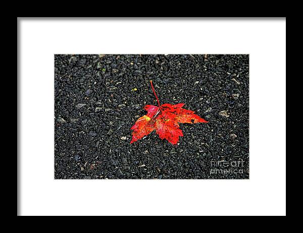 Leaf Framed Print featuring the photograph A Slight Taste of Autumn by Joan Bertucci