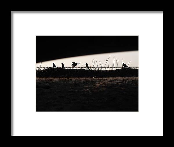 Reservoir Framed Print featuring the photograph A Sliver Of Grackles by Sydney Harter