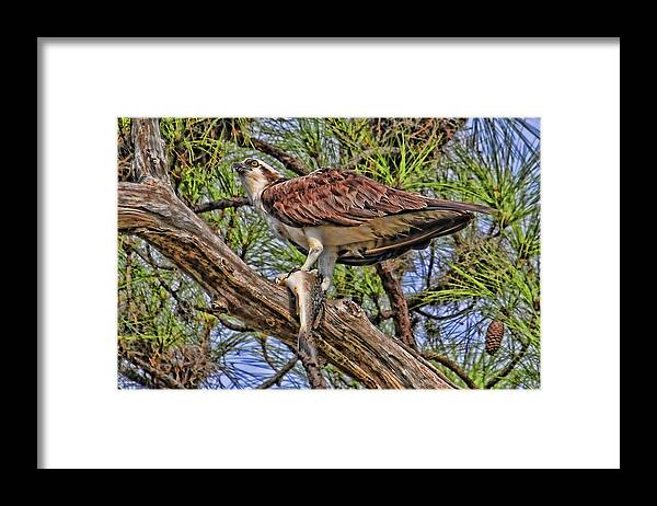 Osprey Framed Print featuring the photograph A Speckled Trout Breakfast by HH Photography of Florida