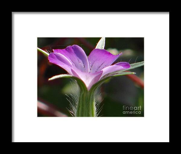 Flower Framed Print featuring the photograph A study in lilac by Karin Ravasio
