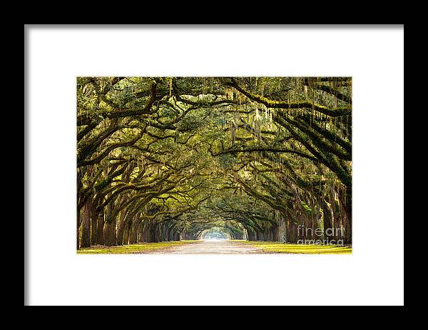 Forsyth Framed Print featuring the photograph A Stunning Long Path Lined by Serge Skiba