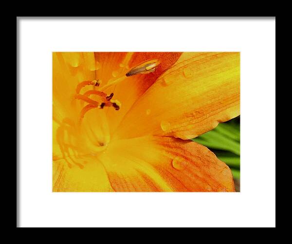 Good Morning Framed Print featuring the photograph A Sunny Good Morning by Debra Grace Addison