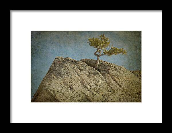 Guy Whiteley Framed Print featuring the photograph A Tree In A Rock by Guy Whiteley