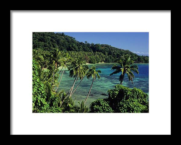 Tropical Rainforest Framed Print featuring the photograph A Tropical Paradise Of A Beach And Palm by Tammy616