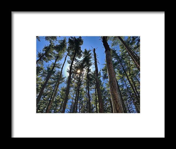  Framed Print featuring the photograph A Walk in the Pines by Jack Wilson