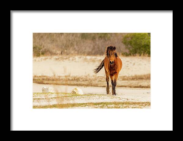 Animals Framed Print featuring the photograph A Walk On The Wild Side by Donna Twiford