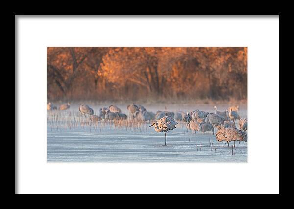 Sandhill Cranes Framed Print featuring the photograph A Winter Morning by Nancy Xu