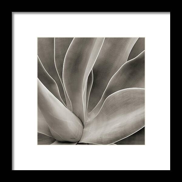 Petal Framed Print featuring the photograph Abstract Cactus Plant by Hadelproductions
