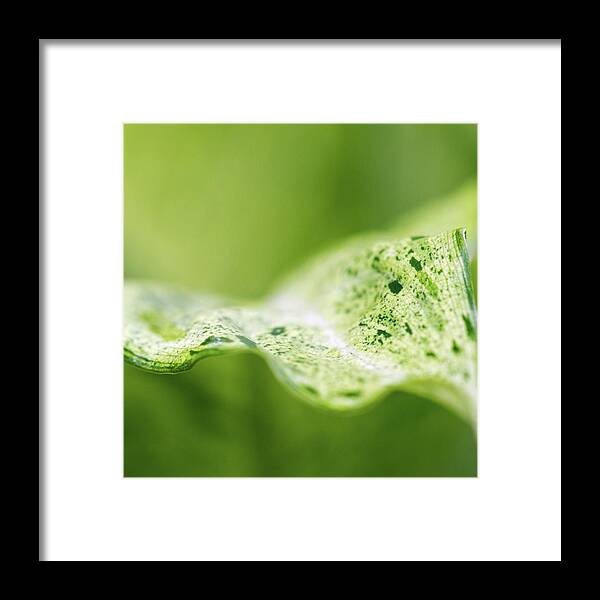 Houseplant Framed Print featuring the photograph Abstract Leaf by Julie Rideout