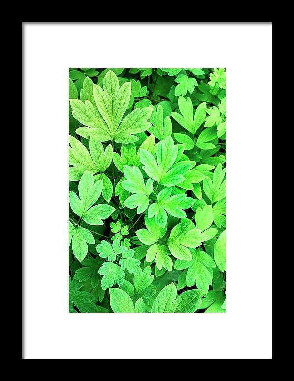 Leaves Framed Print featuring the photograph Abstract Leaves by Christina Rollo