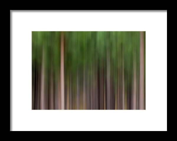 Sebastian Kennerknecht Framed Print featuring the photograph Abstract Pine Trees by Sebastian Kennerknecht
