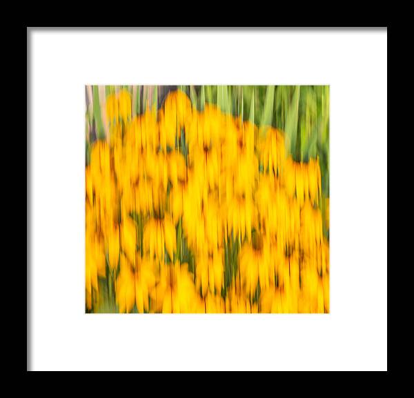 Sunflowers Framed Print featuring the photograph Abstract Rudbeckia 2018-1 by Thomas Young