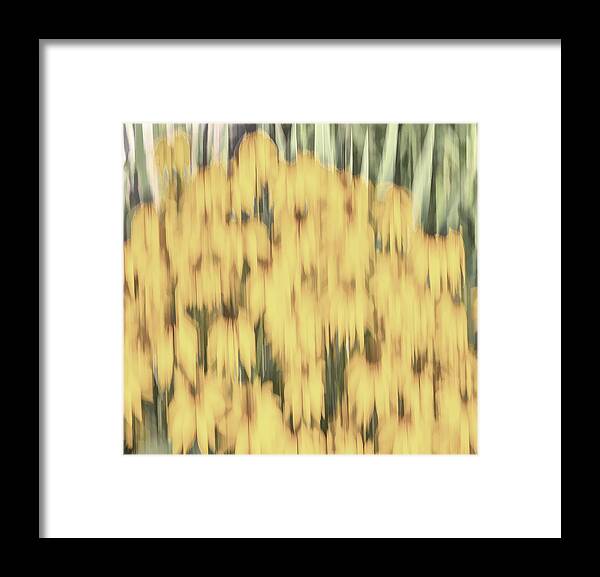 Sunflowers Framed Print featuring the photograph Abstract Rudbeckia 2018-2 by Thomas Young