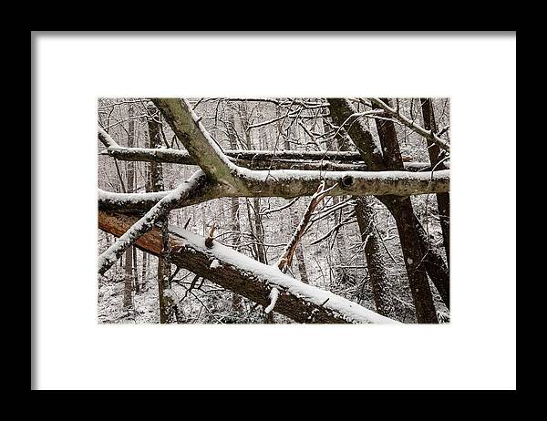 Forestabstract Framed Print featuring the photograph Abstract Tree Trunk Patterns In Winter by Bill Gozansky