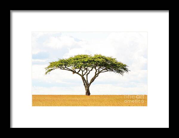Africa Framed Print featuring the photograph 5101 Green Tree Of Life Serengeti Tanzania East Africa - Acacia Vachellia by Neptune - Amyn Nasser Photographer