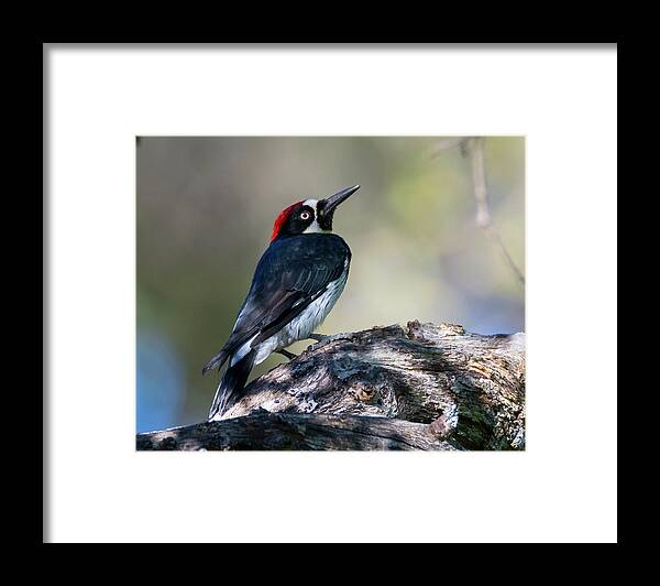 Acorn Woodpecker Framed Print featuring the photograph Acorn Woodpecker 7 by Alan C Wade