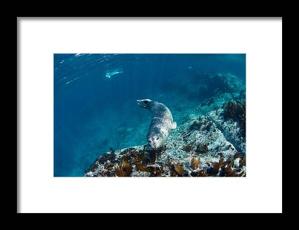 Nature Framed Print featuring the photograph Acquaintance by Andrey Narchuk