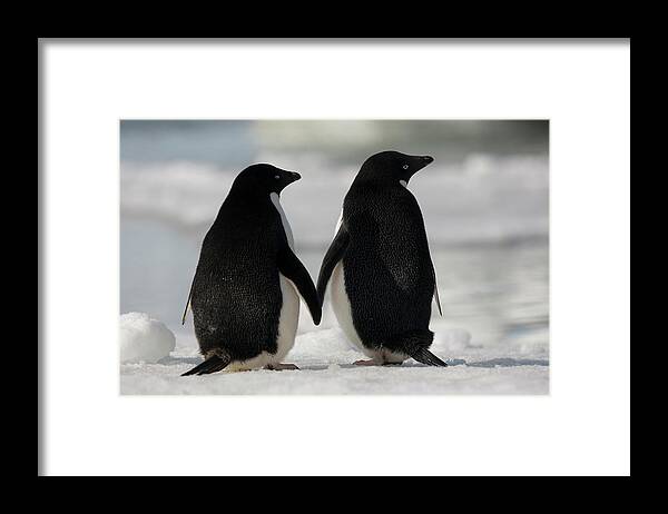 Vertebrate Framed Print featuring the photograph Adelie Penguins Standing Side By Side by Mint Images - Art Wolfe