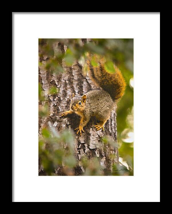Nature Framed Print featuring the photograph Adorable Intruder, Painterly Version by Brian Tada